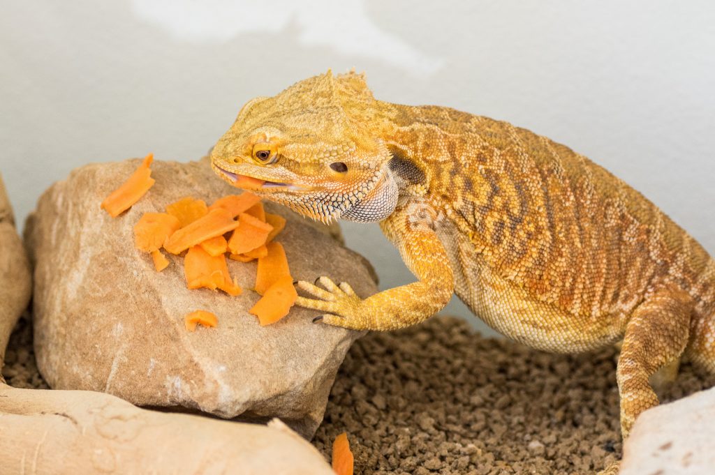 what eats a bearded dragon