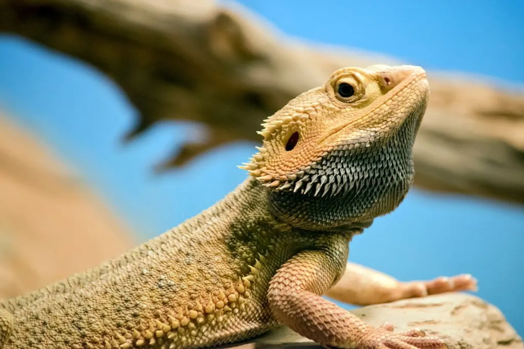 How do you deal with a scared bearded dragon?