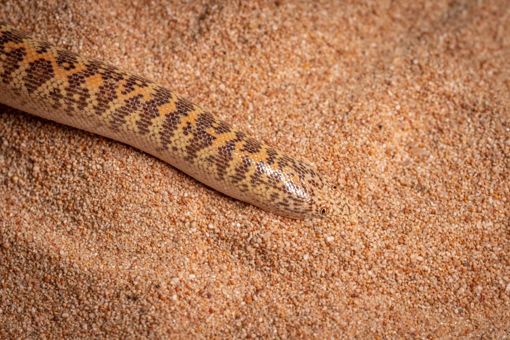 Arabian Sand Boa behavior