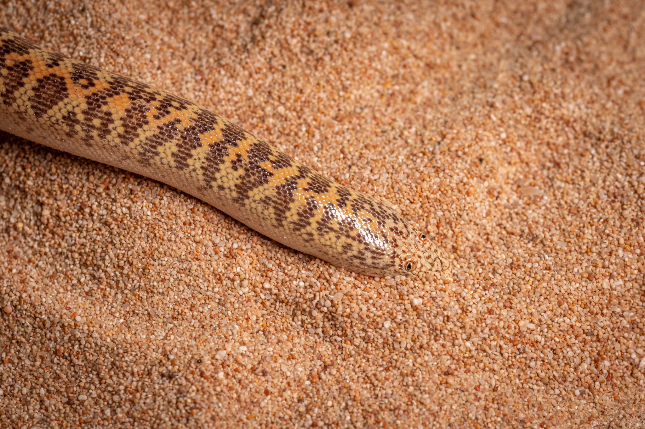 arabian-sand-boa-care-diet-setup-facts-reptile-craze
