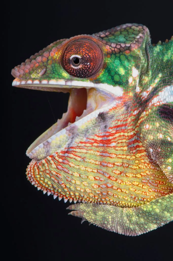 What do chameleons do when angry?