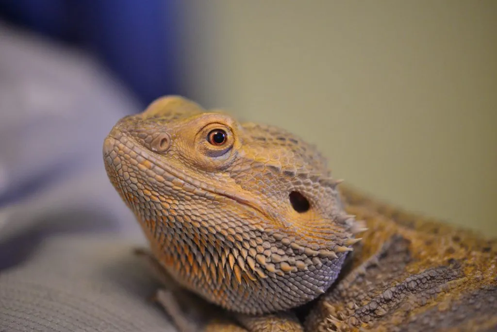 beardie pooping undigested food