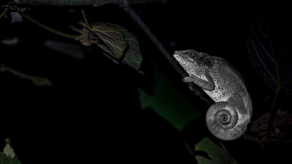 How many hours of light do chameleons need?