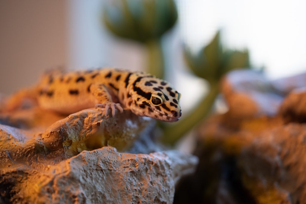 How do I know if my leopard gecko is healthy?