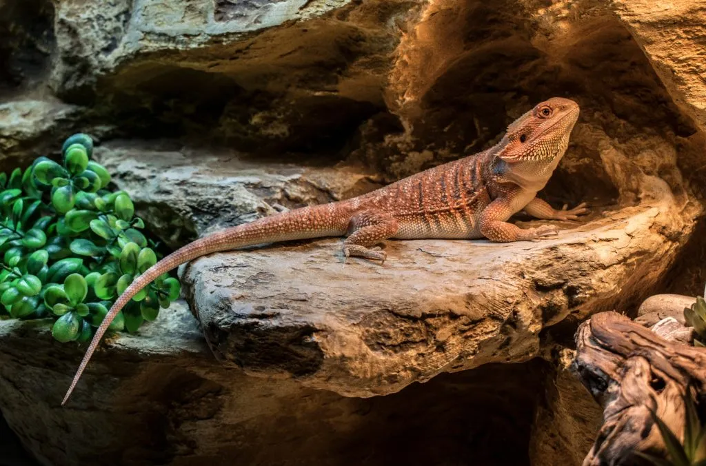 bearded dragon poop smells horrible