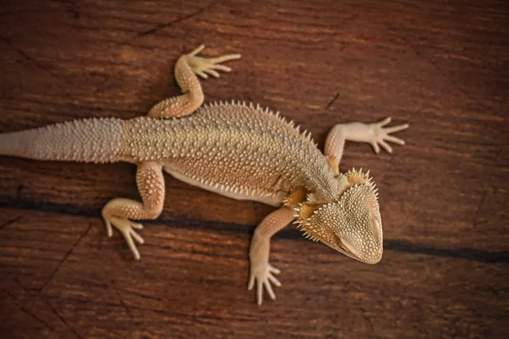 What happens if my bearded dragon falls?