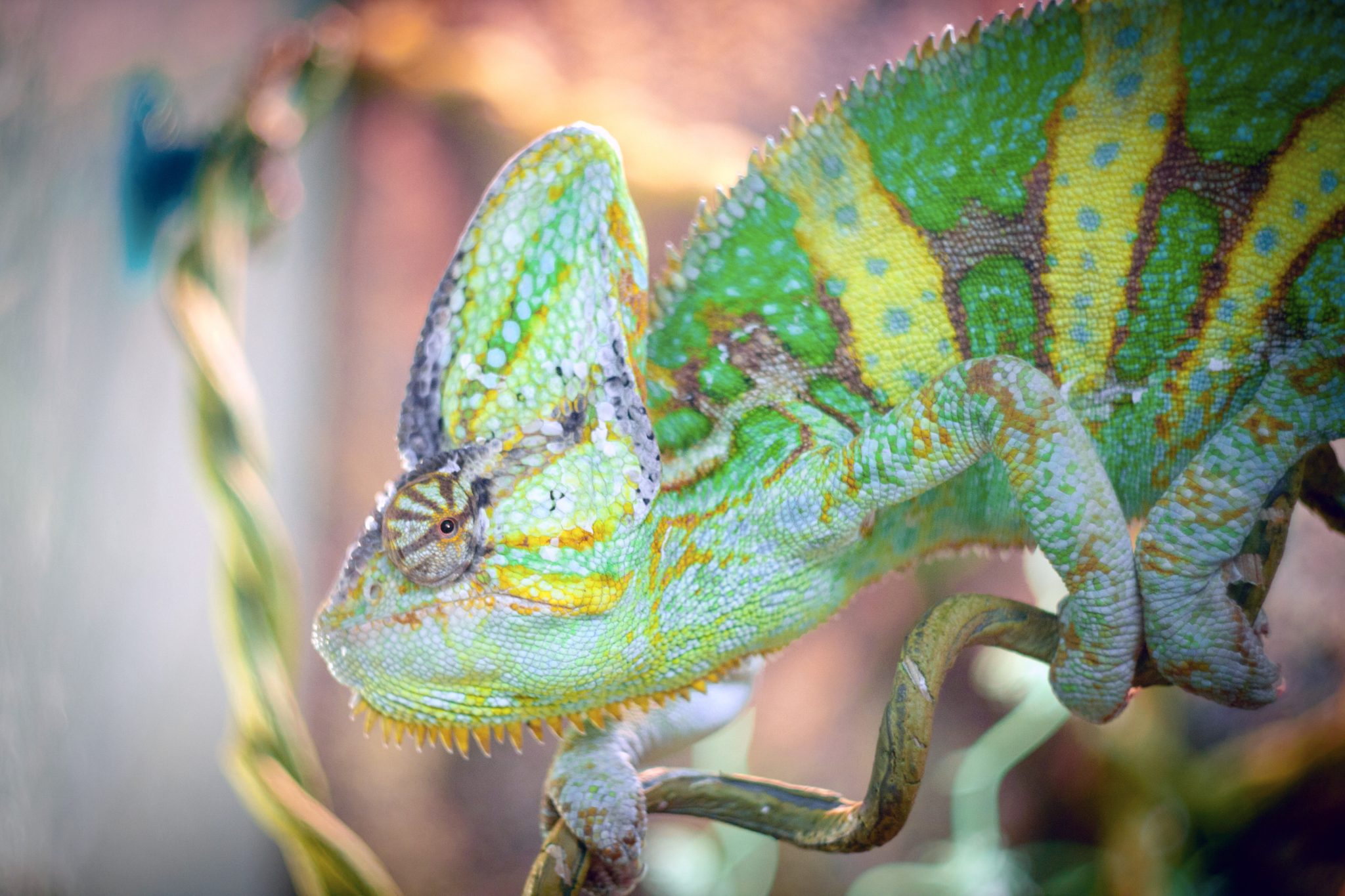 do-chameleons-need-light-uvb-or-heat-at-night-reptile-craze