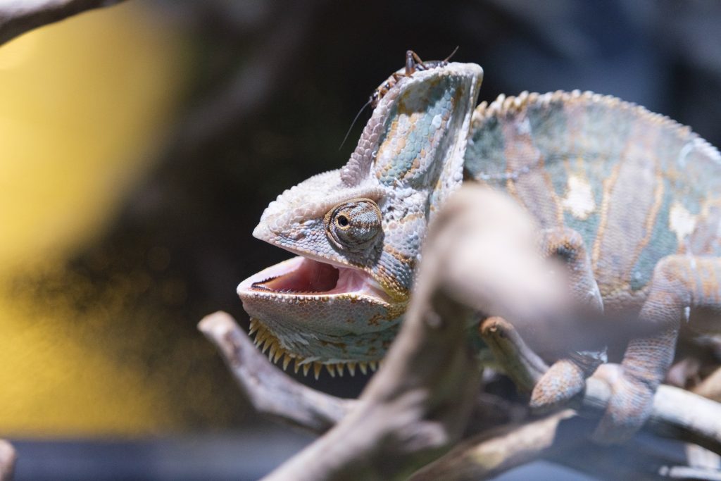 What causes stomatitis in chameleons?