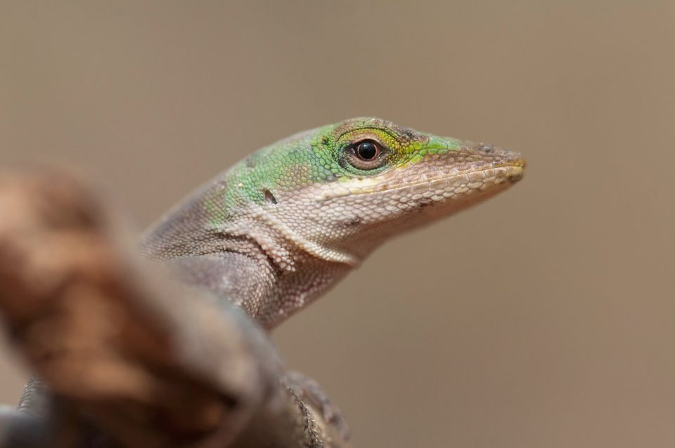 9 Reasons Why Your Green Anole Turns Brown - Reptile Craze