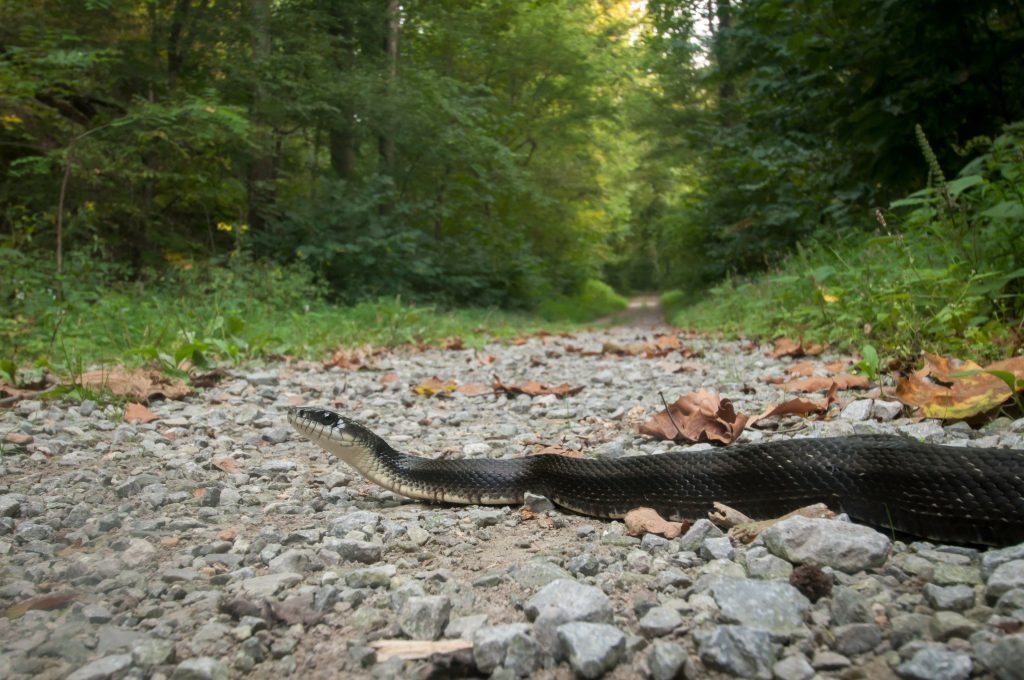 black rat snake behavior