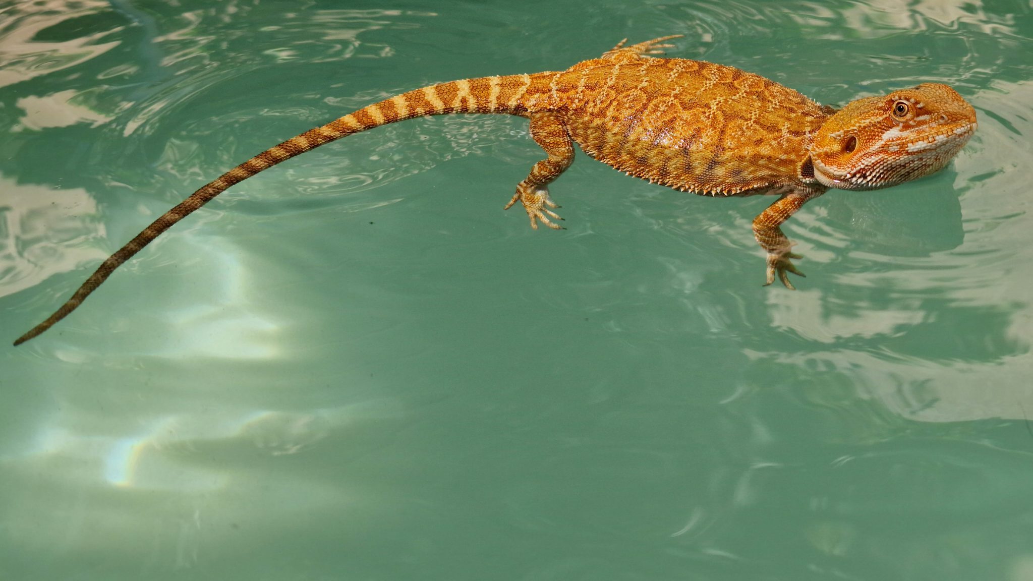 Can Bearded Dragons Swim? Dos And Don'ts - Reptile Craze