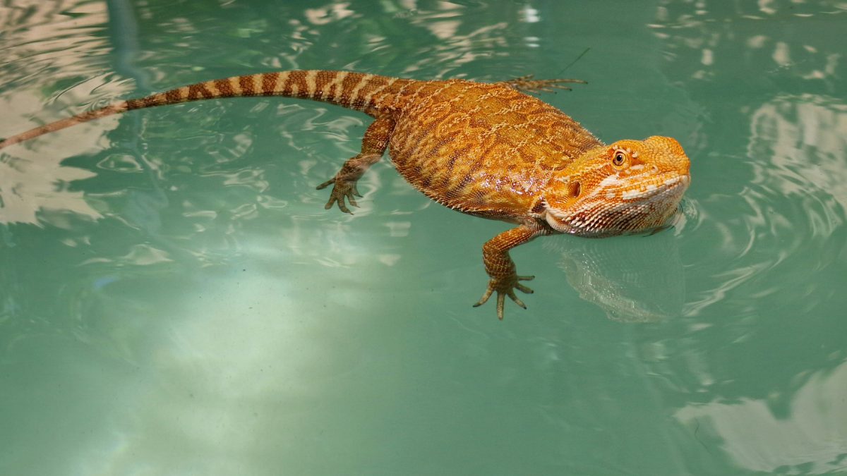 Can Bearded Dragons Swim? Dos And Don'ts - Reptile Craze