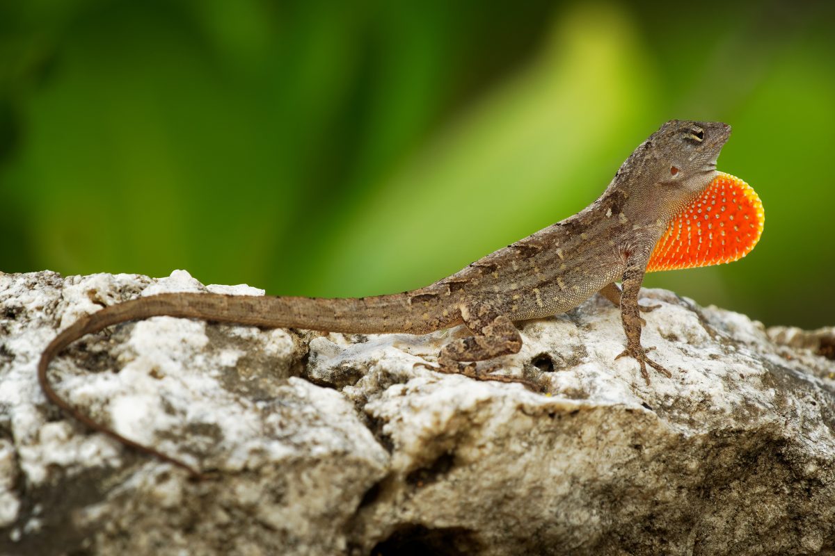 8 Signs Your Anole Is Dying + How You Can Help - Reptile Craze