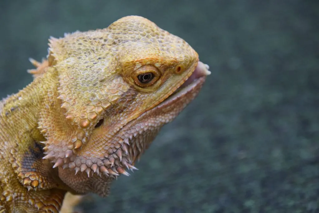 bearded dragon's eyes are sunken in