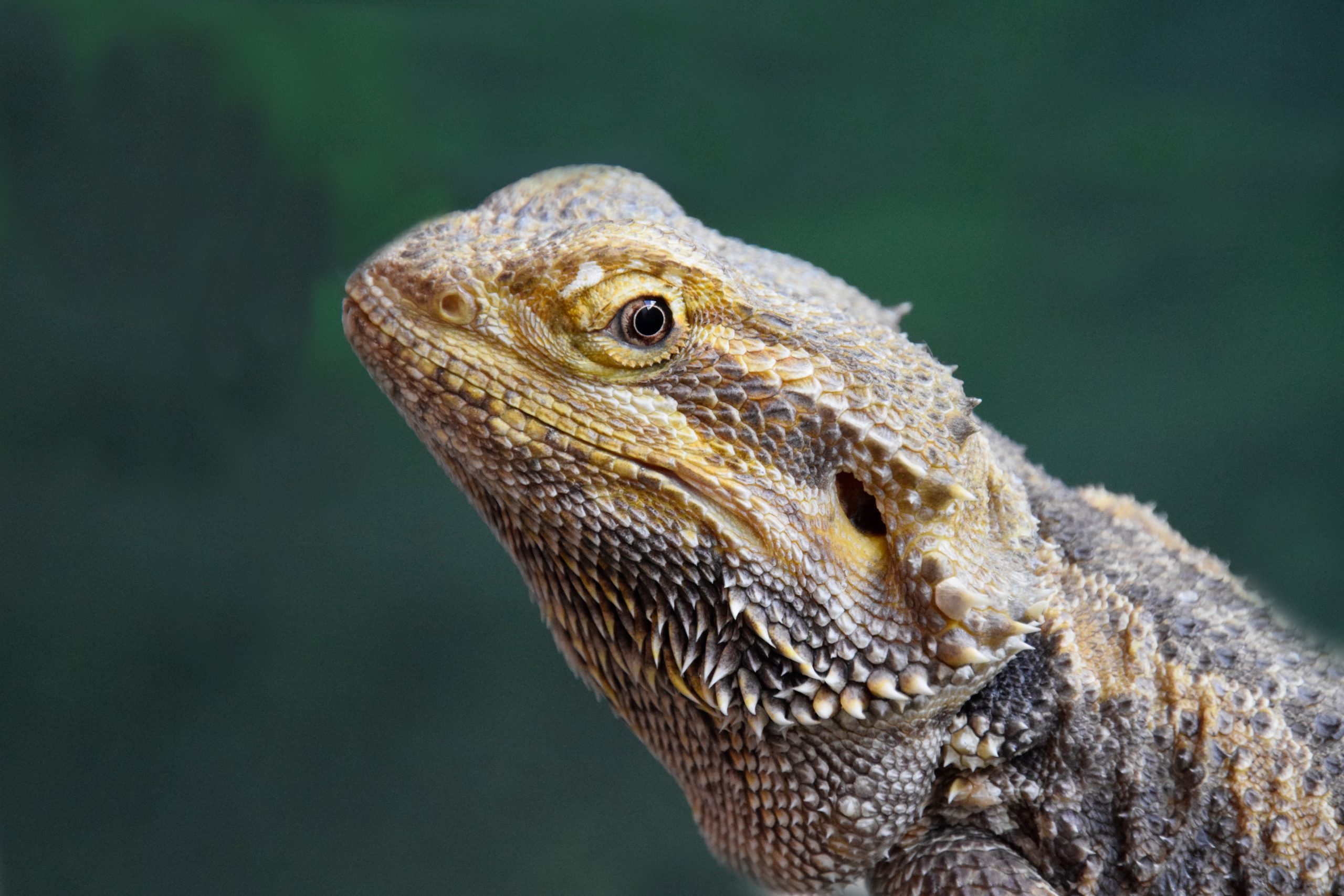 Mucus In Bearded Dragon Poop: What It Means And What To Do - Reptile Craze