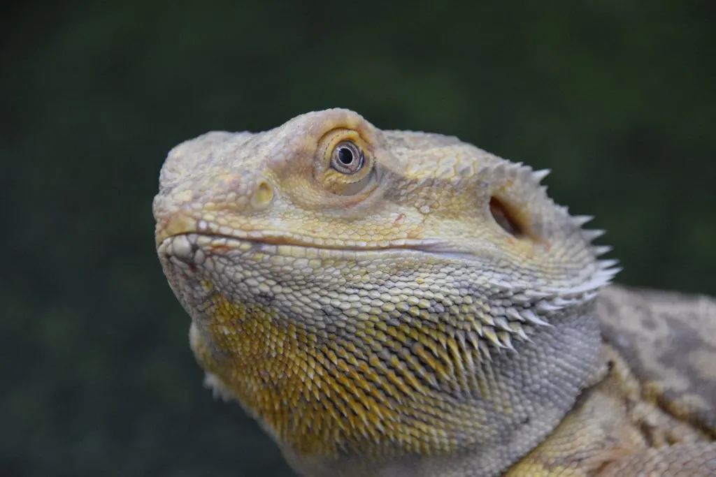 bearded dragon staring 