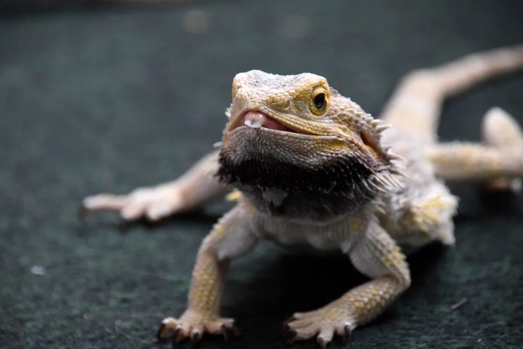 how to get rid of stress marks on bearded dragons