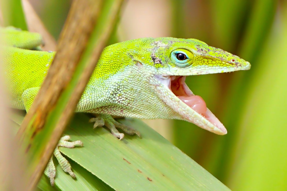 What Do Green Anoles Eat? How To Properly Feed Them - Reptile Craze