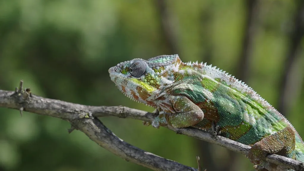 why is my chameleon so pale?