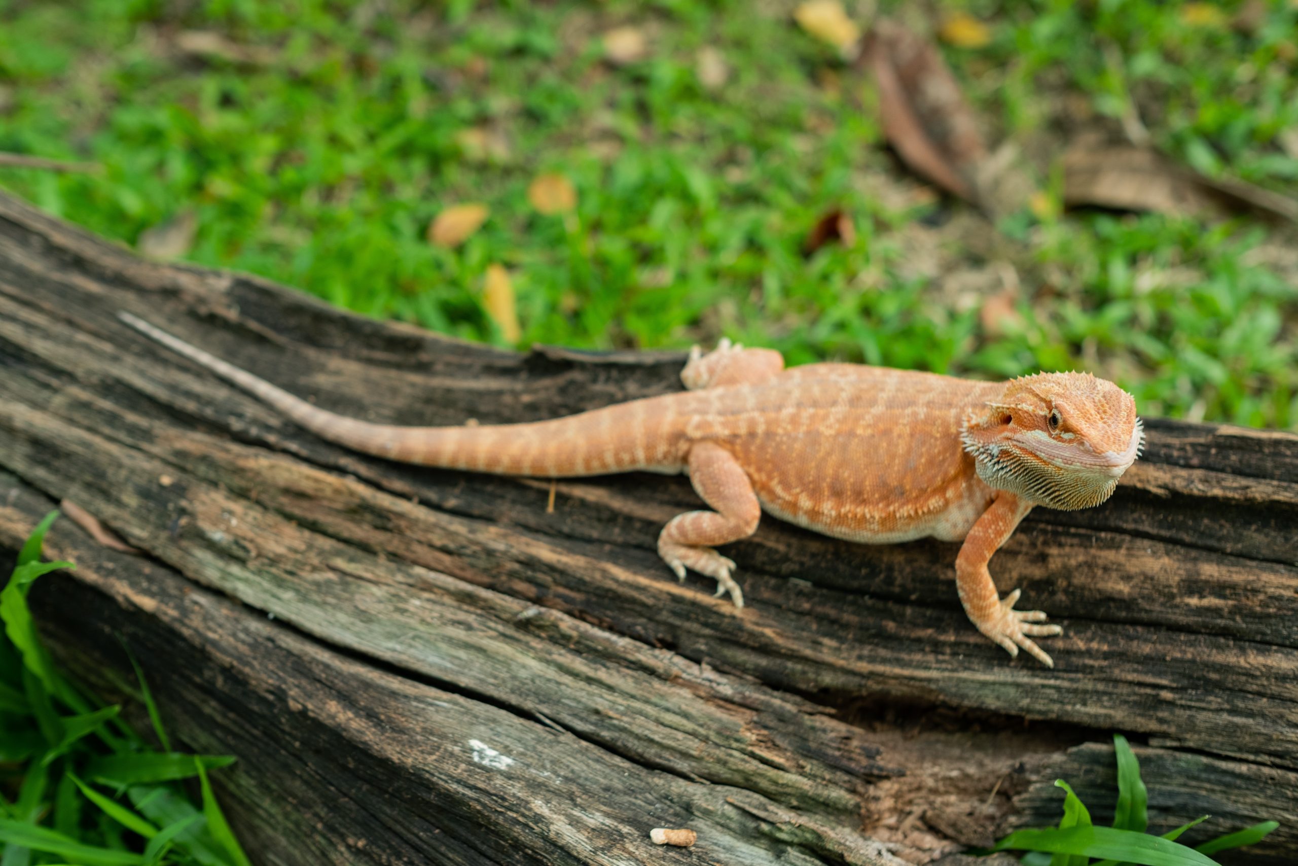 how-long-can-you-leave-a-bearded-dragon-alone-reptile-craze