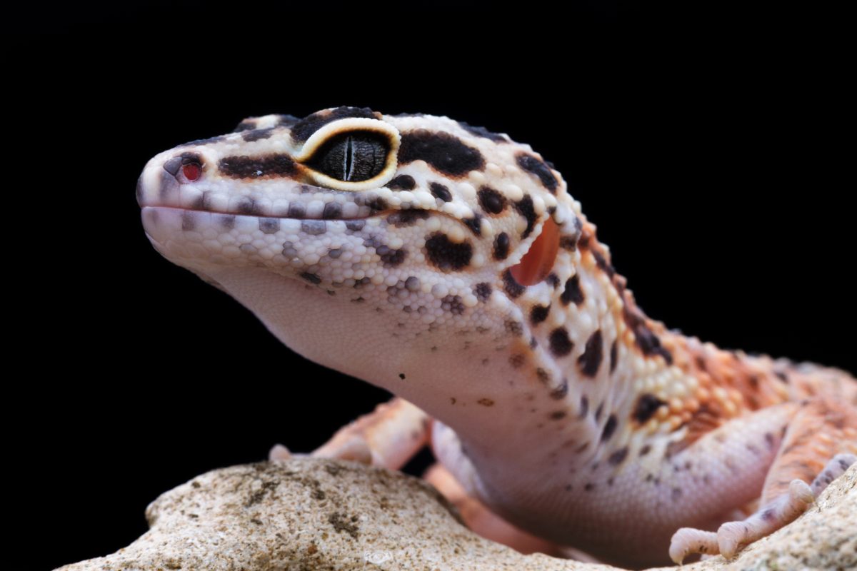 Leopard Gecko: Clogged Femoral Pores - Causes & Treatment - Reptile Craze