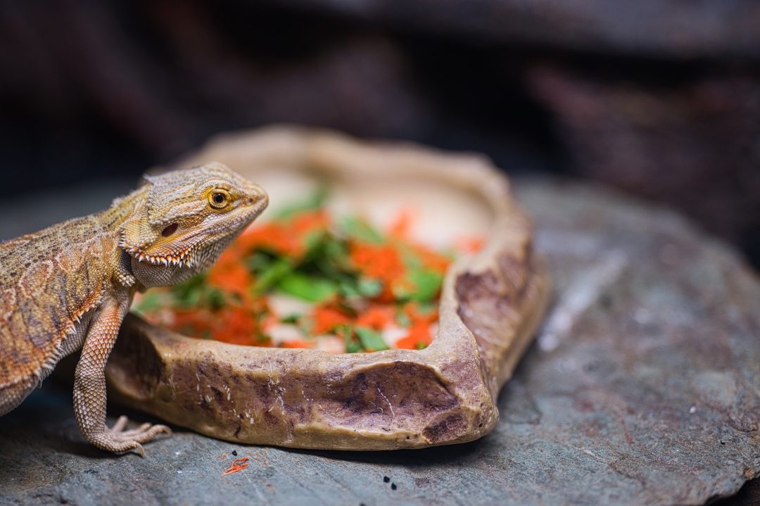 What Human Foods Can Bearded Dragons Eat? Reptile Craze