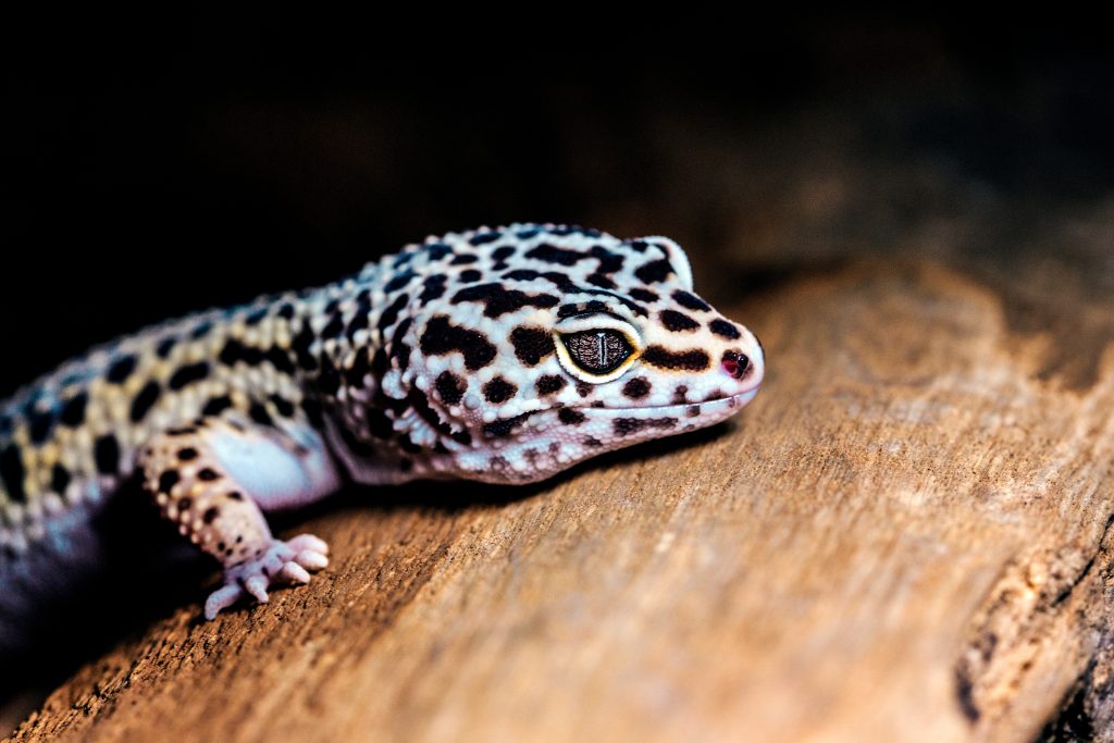 leopard gecko lost nail