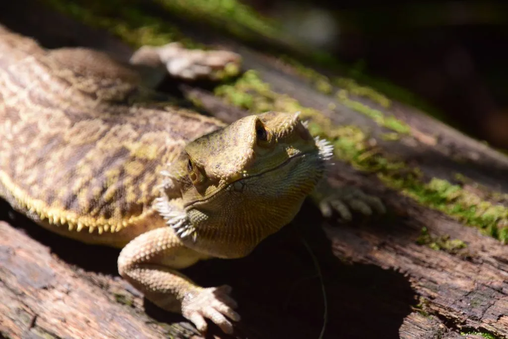 bearded dragon hiding and not eating