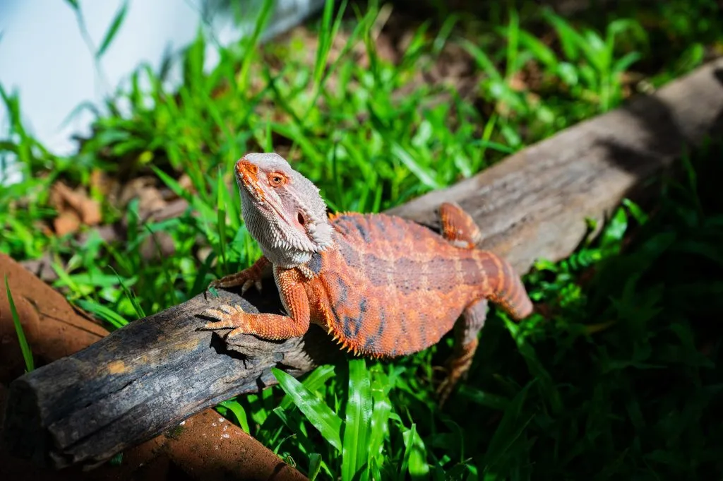 bearded dragon pancake