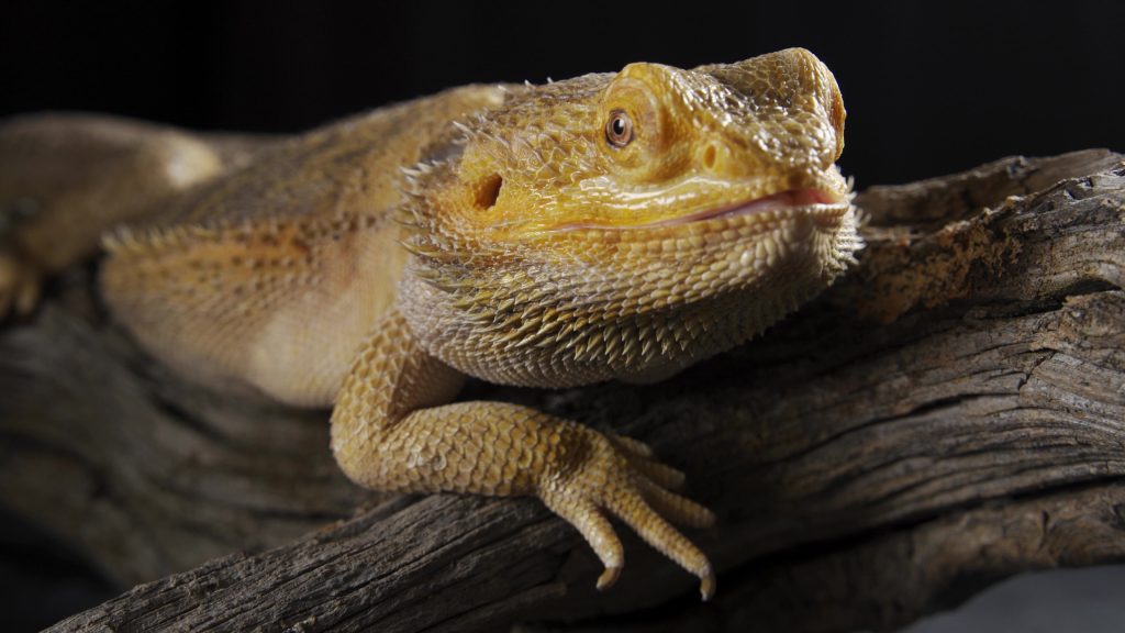 beardie on branch