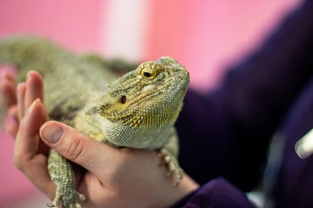 bearded dragon broken tail