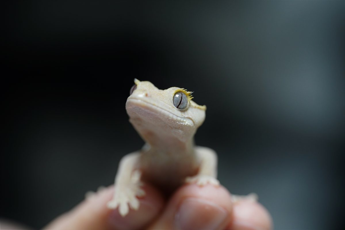 Eye Infections In Crested Gecko: Symptoms And What To Do Now - Reptile ...