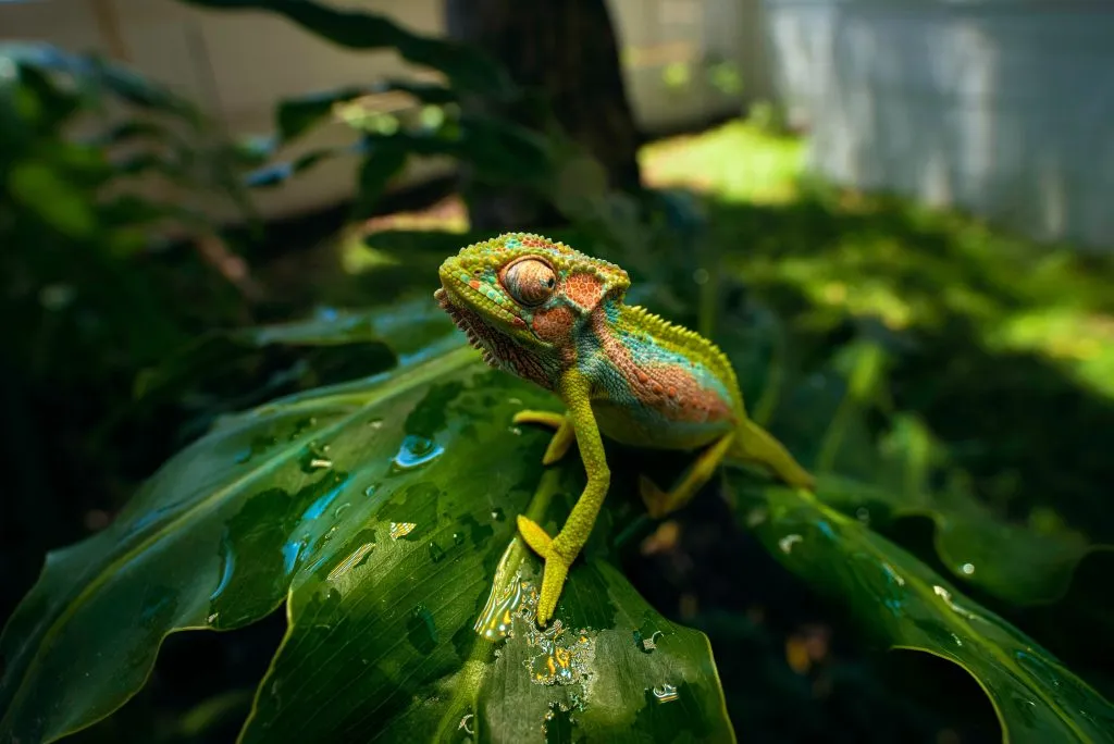 chameleon dehydration symptoms