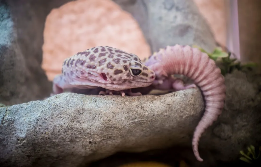 how long is a leopard gecko pregnant for