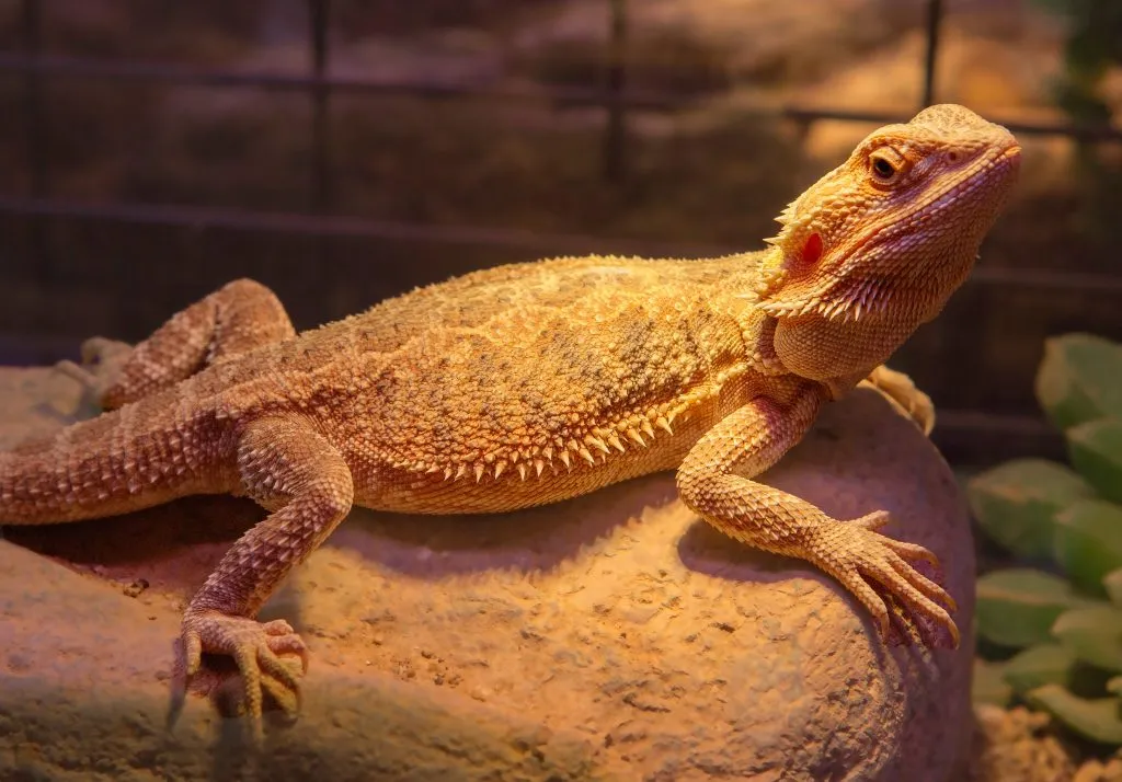 how to tell if bearded dragon femoral pores are clogged