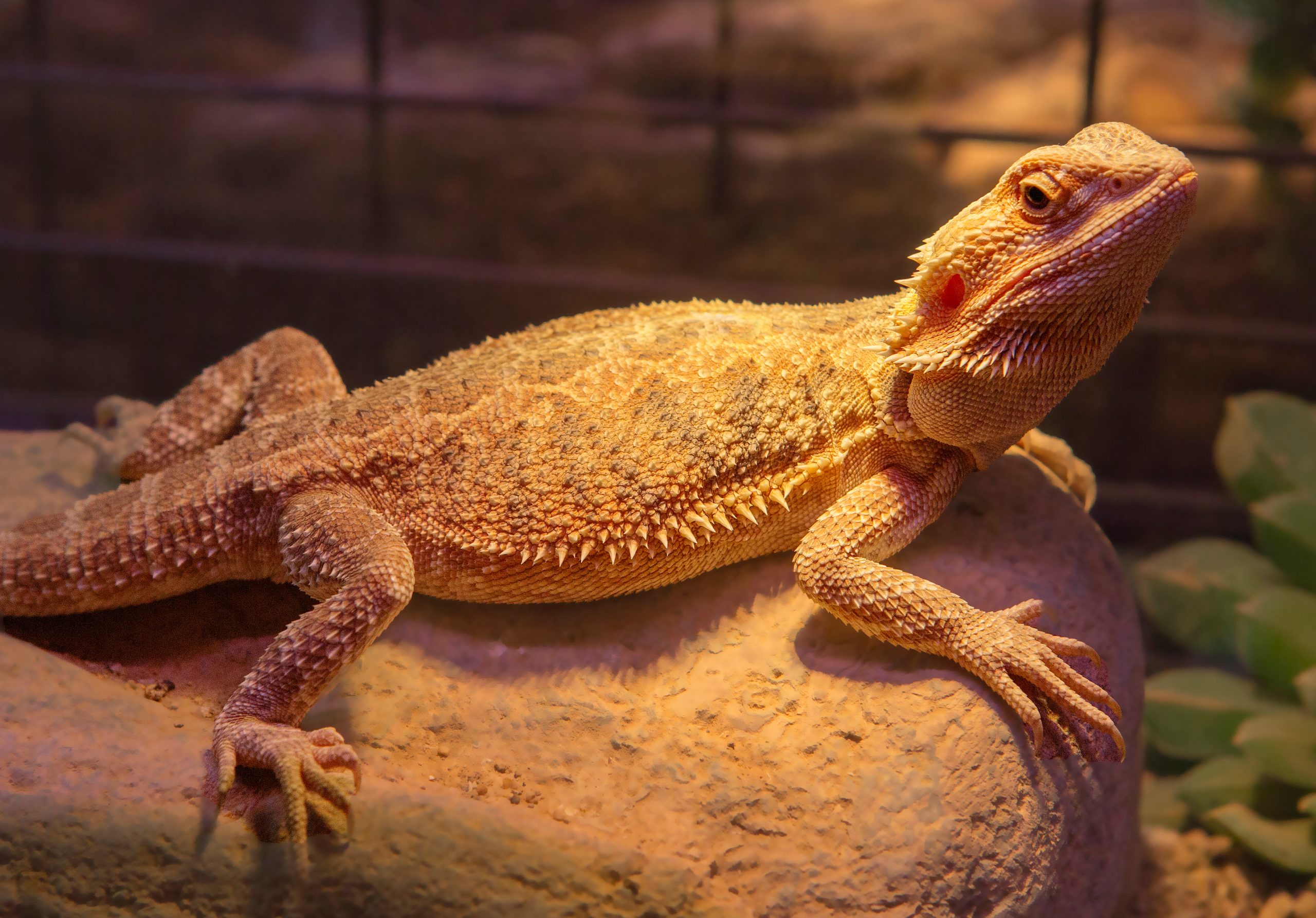 clogged-femoral-pores-in-bearded-dragons-do-this-reptile-craze