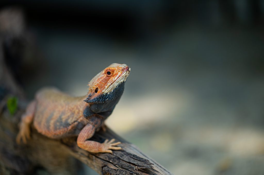 can stress kill a bearded dragon