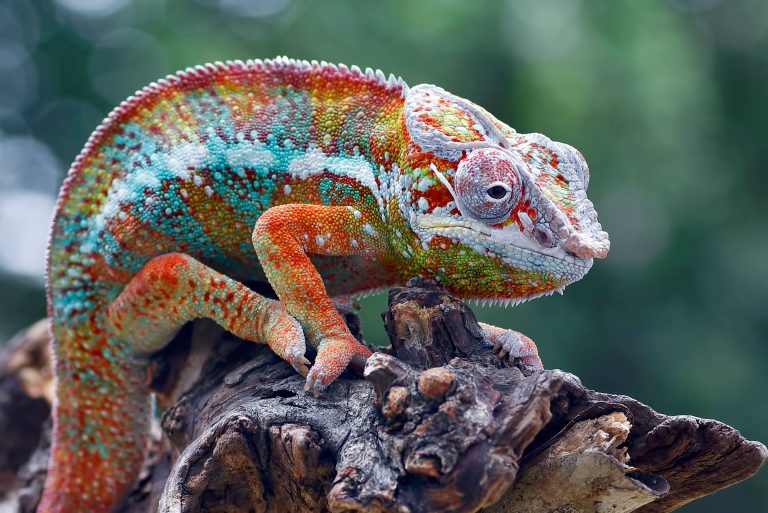 White Spots On A Chameleon: Here’s What It Means - Reptile Craze