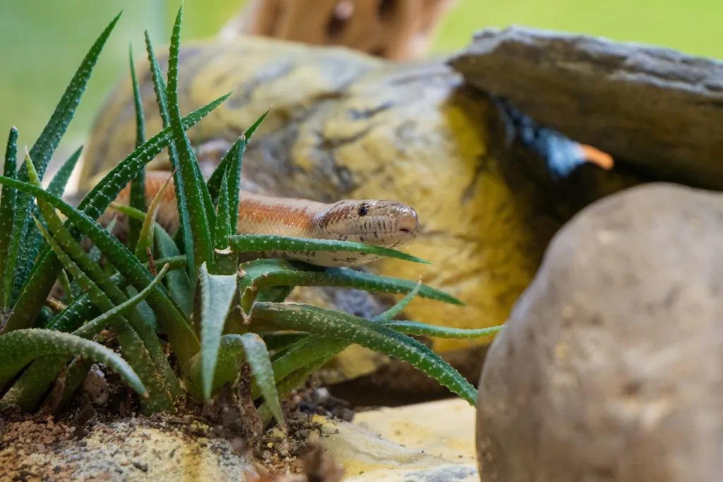 rosy boa tank decor