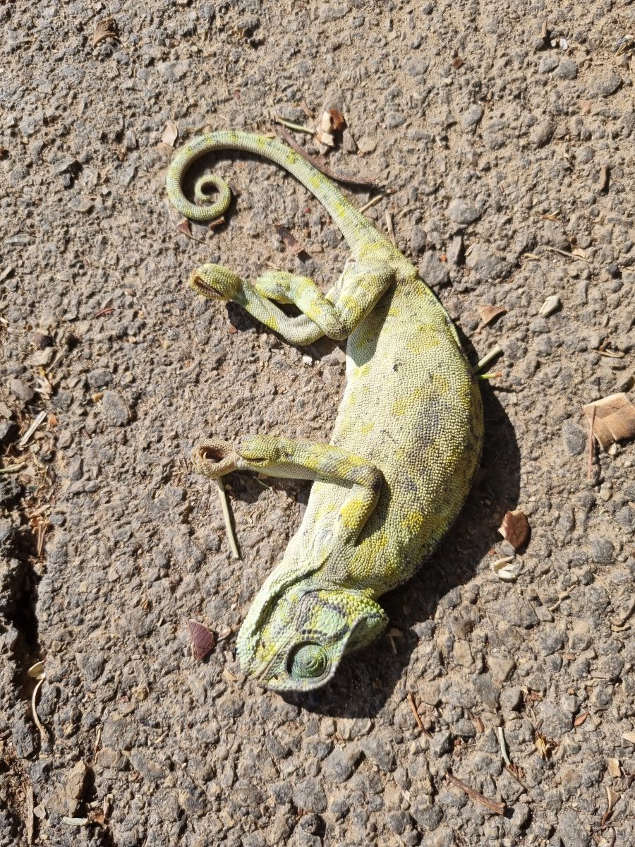 7 Signs That Your Chameleon Is Dying + How To Help Reptile Craze