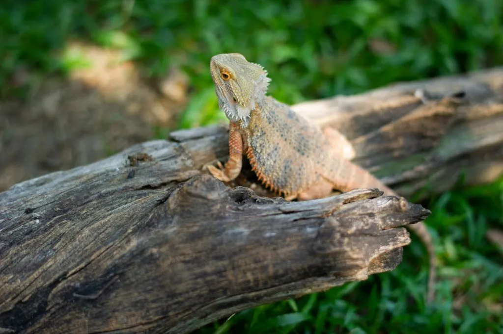 bearded dragon pancaking