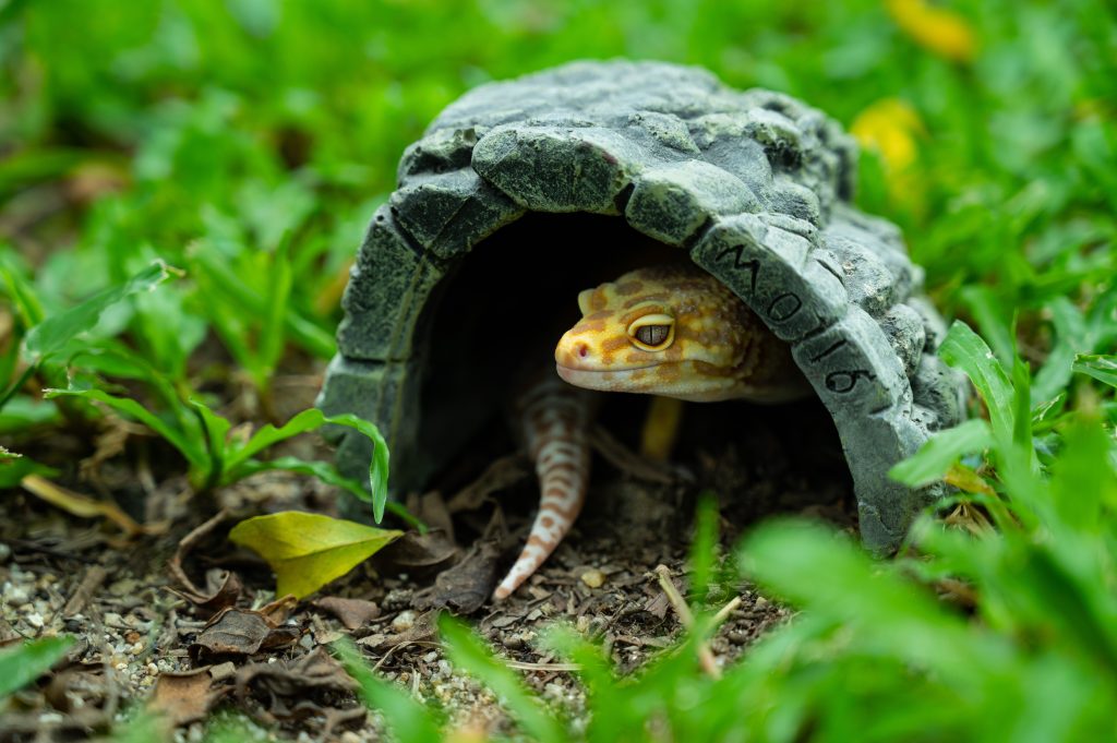 How do you know when your leopard gecko is going to lay eggs?