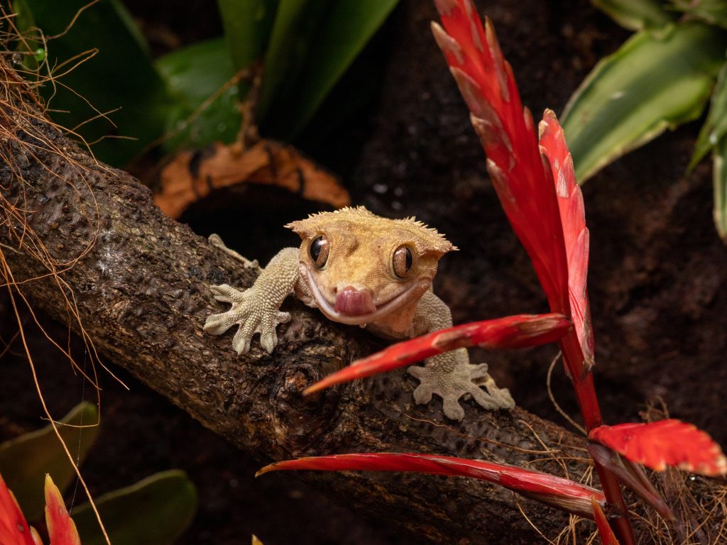 how to calm down a stressed crested gecko?