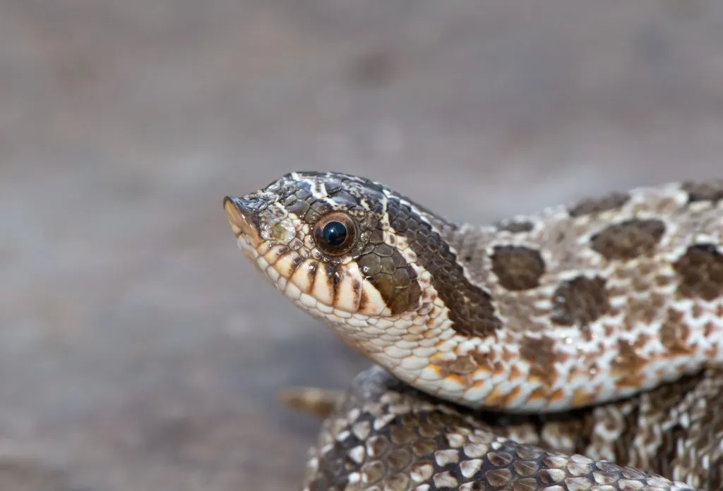 hognose snake diet