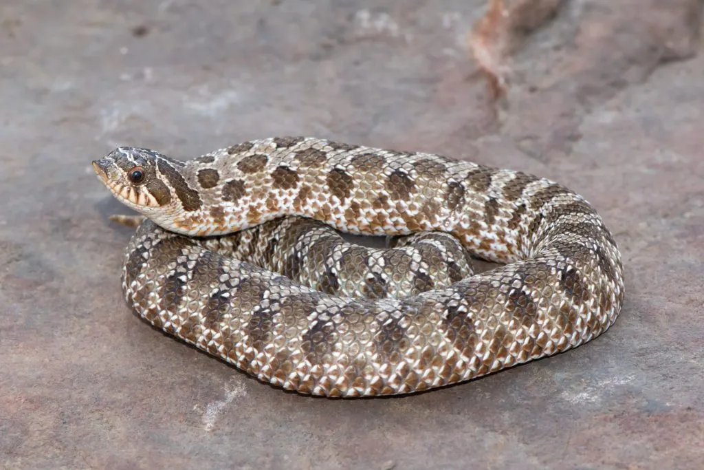 where to buy hognose snakes?