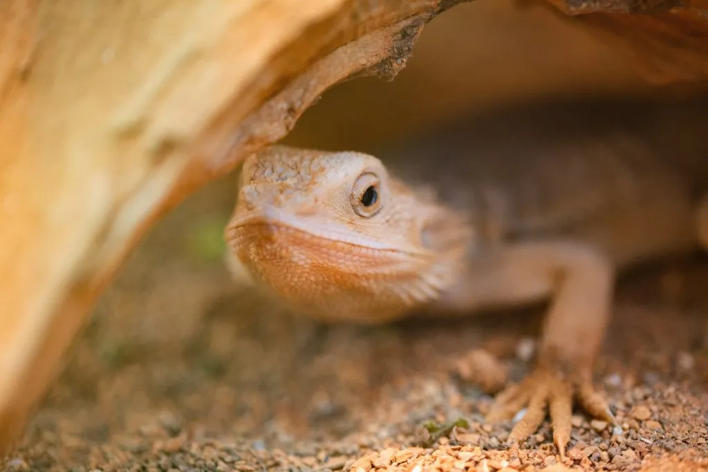 bearded dragon broken leg