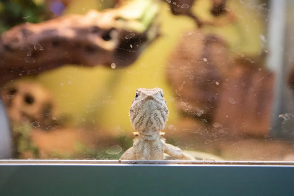 why is my bearded dragon climbing the glass?