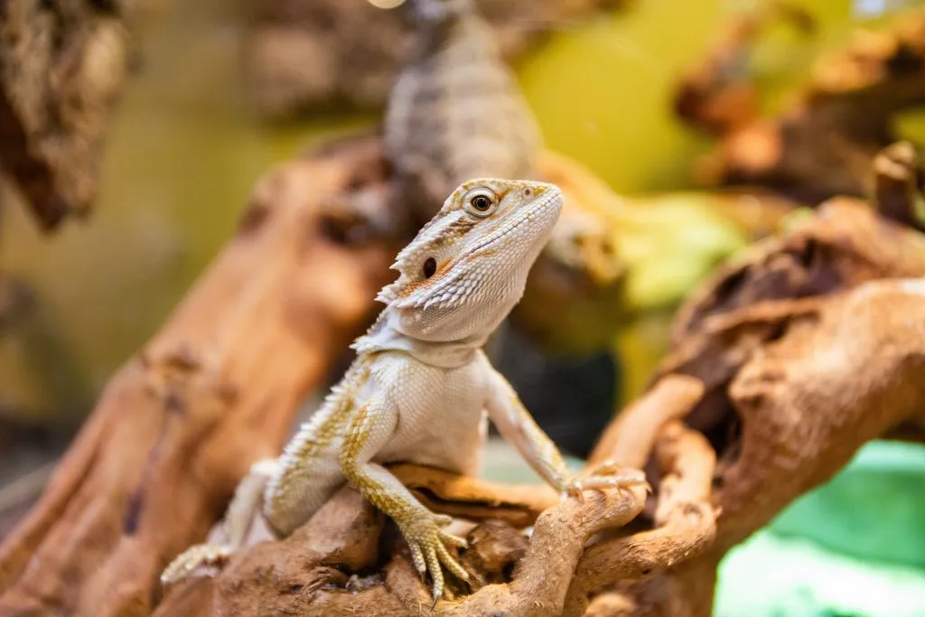 How do you lure a bearded dragon out of hiding?