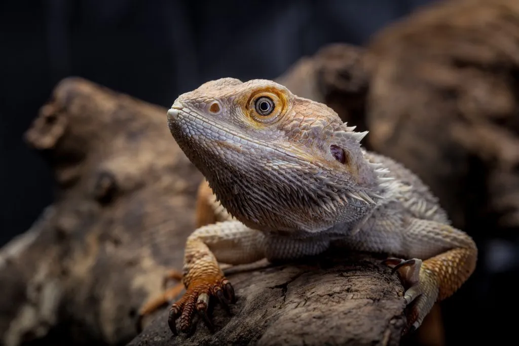 broken arms in bearded dragons