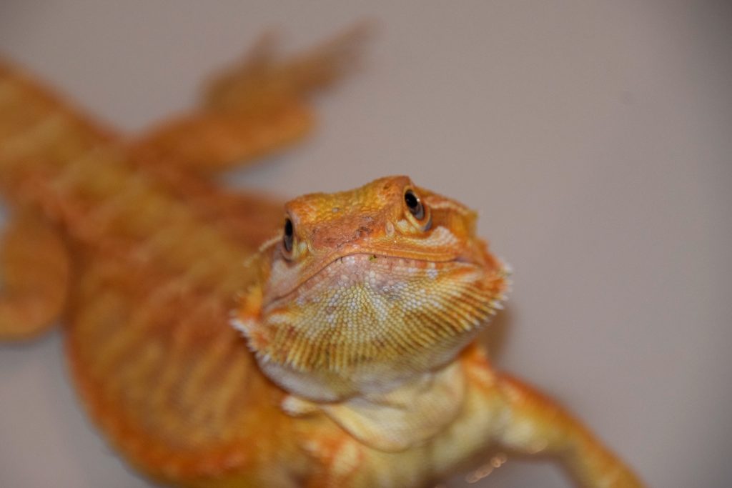 beardie smile